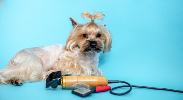 Jak ogolić psa maszynką bez stresu dla pupila?