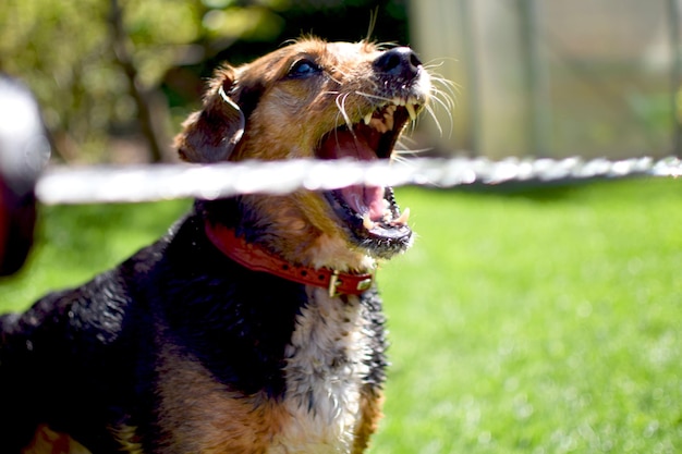 Jak ostrzyc agresywnego psa bez stresu dla opiekuna?