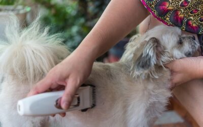 Jak ostrzyc psa maszynką w domu bez stresu dla pupila?