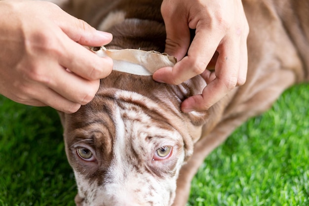 Jak ostrzyc psa samemu i zadbać o jego komfort?