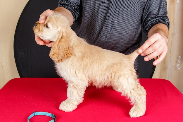 Jak przyzwyczaić psa do strzyżenia w domowych warunkach?