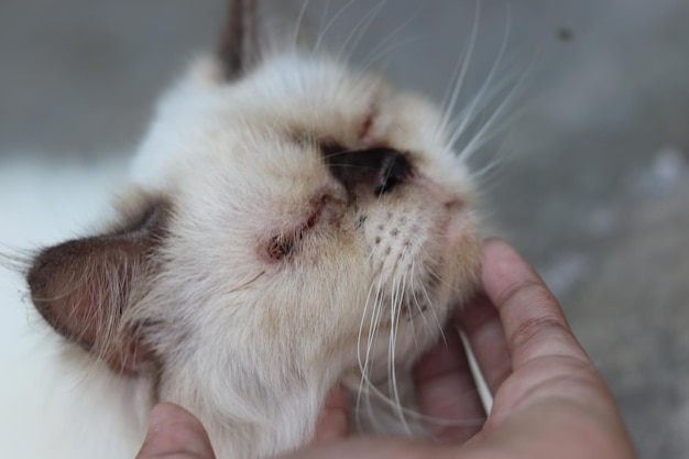 Jak rozpoznać pchły u kota i kiedy warto zgłosić się do weterynarza?