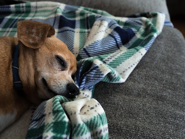 Jak rozpoznać przeziębienie u psa i kiedy warto odejść do weterynarza?