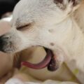 Jak rozpoznać zapalenie gardła u psa po objawach?