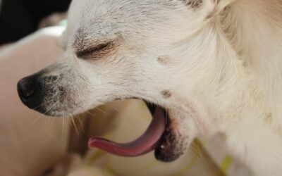 Jak rozpoznać zapalenie gardła u psa po objawach?