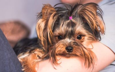 Jak samemu ostrzyc yorka i o czym warto pamiętać?