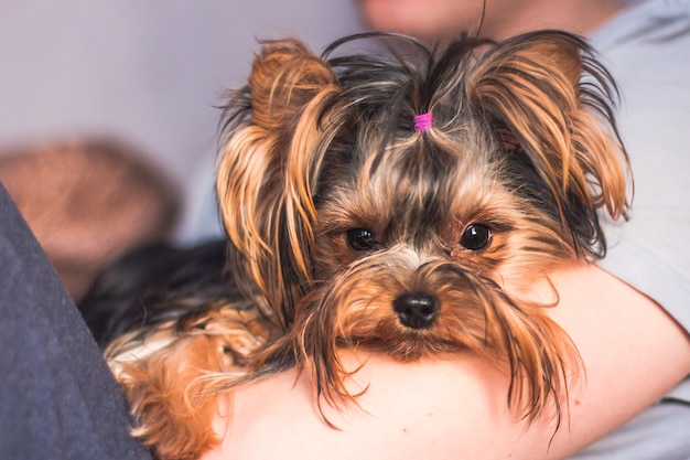 Jak samemu ostrzyc yorka i o czym warto pamiętać?