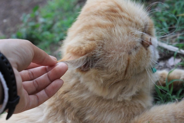 Jak się obcina psu pazury, by uniknąć stresu i zadrapań?