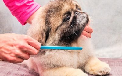 Jak uspokoić psa do strzyżenia, gdy boi się wizyty u groomera?