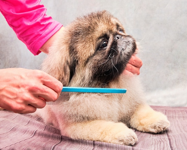 Jak uspokoić psa do strzyżenia, gdy boi się wizyty u groomera?