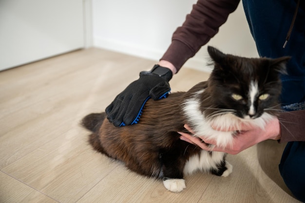 Jak usunąć pchły z kota bez stresu dla zwierzaka?