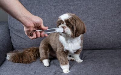 Jak wyczyścić psu ucho bez stresu dla zwierzaka?