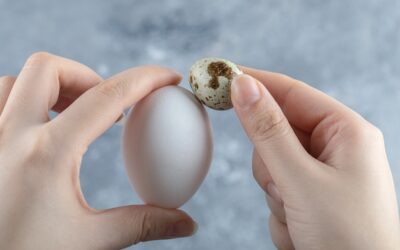 Jak wygląda jajo pchły i gdzie można je zauważyć?