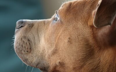 Jak wygląda katar u psa i kiedy powinien niepokoić?