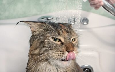Jak wykąpać kota który nie lubi wody bez stresu dla zwierzaka?