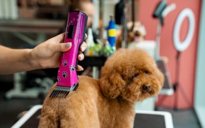 Jaką maszynkę do strzyżenia psów wybrać do domowego użytku?
