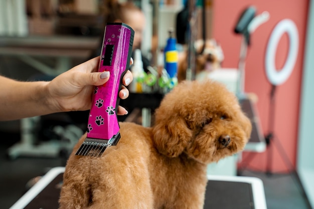 Jaką maszynkę do strzyżenia psów wybrać do domowego użytku?