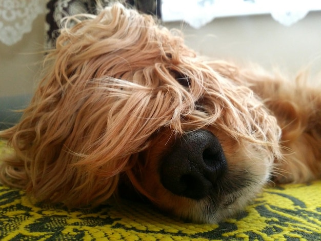 Jakie są psy które nie mają sierści tylko włosy?