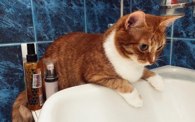 Jakim szamponem myć kota, by nie zaszkodzić jego sierści?