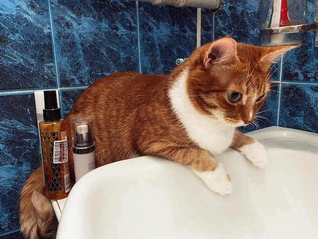 Jakim szamponem myć kota, by nie zaszkodzić jego sierści?