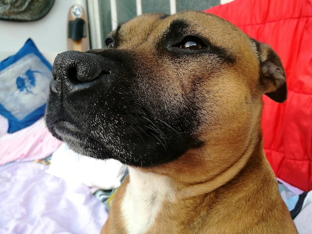 Katar u psa ile trwa i od czego zależy?