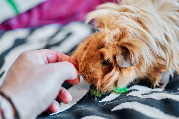 Kiedy psu wypada sierść i czy to powód do niepokoju?