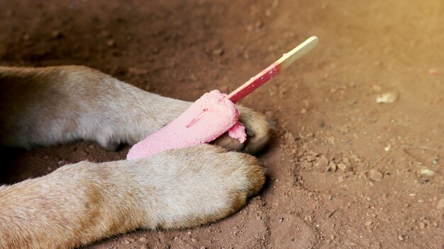 Pies je odchody co robić w takiej sytuacji?