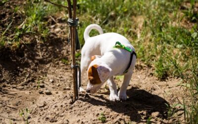 Pies zjadł trutkę na szczury co robić w takiej sytuacji?
