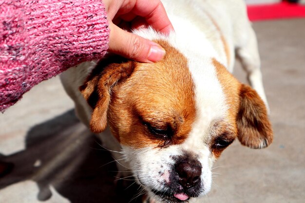 Przeziębienie psa objawy których nie warto lekceważyć