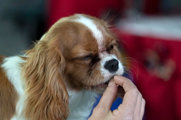 Psi katar jak leczyć w domowych warunkach?