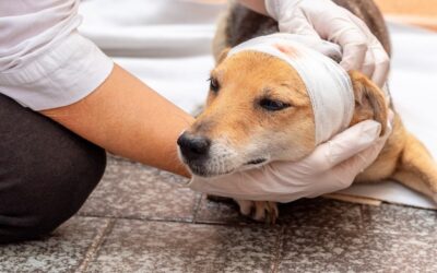 Rany pooperacyjne u psa czym przemywać, by wspierać gojenie?