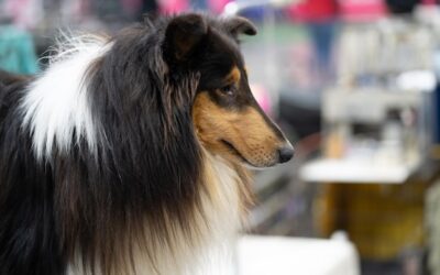 Berneński pies pasterski sierść czy włos co warto wiedzieć o jego okrywie?