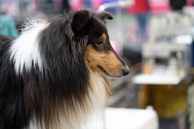 Berneński pies pasterski sierść czy włos co warto wiedzieć o jego okrywie?