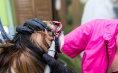 Chore uszy u psa objawy które powinny zwrócić twoją uwagę