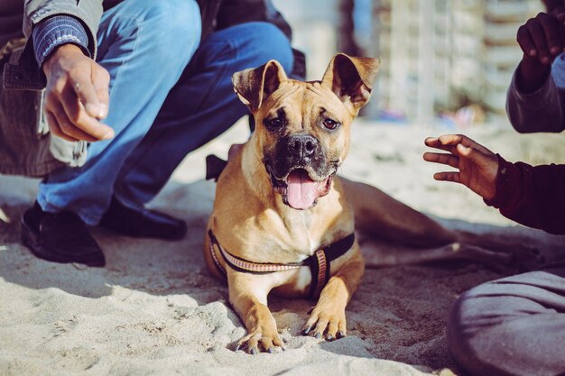 Co robić gdy pies jest agresywny?