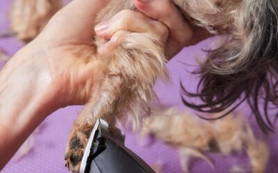 Czemu psu wypada sierść i jak temu zaradzić?