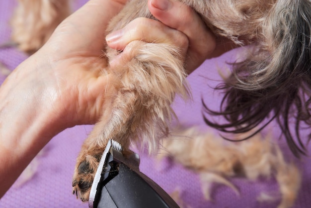 Czemu psu wypada sierść i jak temu zaradzić?