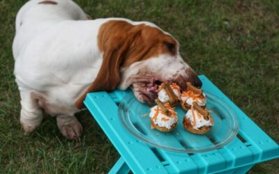 Czy pies może jeść mięso mielone?