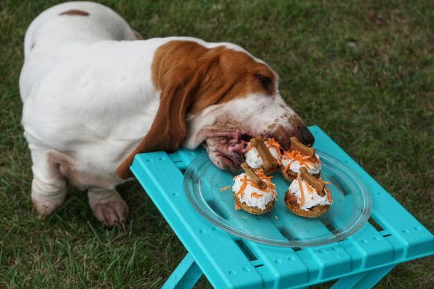 Czy pies może jeść mięso mielone?