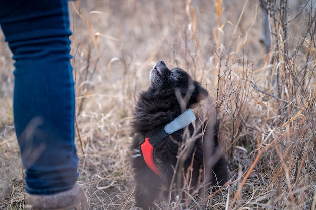 Dlaczego pies atakuje drugiego psa i jak reagować w takiej sytuacji?