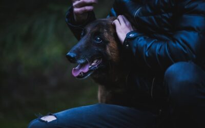 Gdzie zgłosić agresywnego psa i jakie kroki warto podjąć?