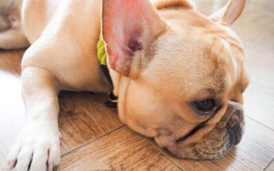 Guz tarczycy u psa objawy które powinny zwrócić uwagę opiekuna