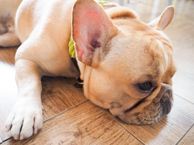 Guz tarczycy u psa objawy które powinny zwrócić uwagę opiekuna