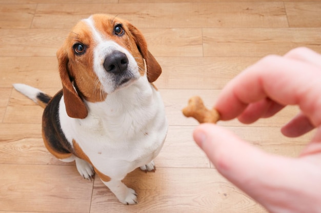 Jak oduczyć szczeniaka gryzienia rąk bez stresu dla pupila?