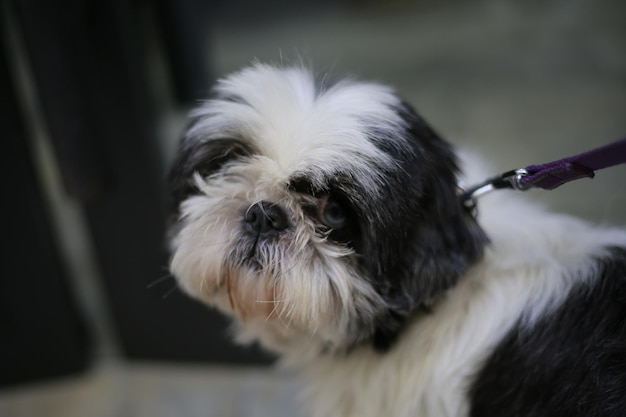 Jak ostrzyć shih tzu zdjęcia w domowych warunkach?