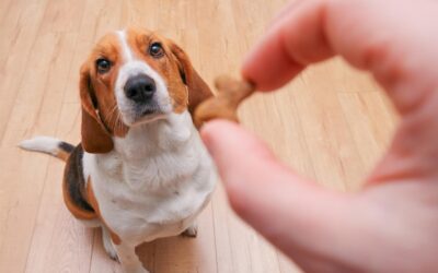 Jak skutecznie karać szczeniaka bez stresu dla pupila?