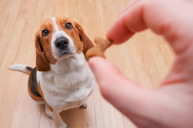 Jak skutecznie karać szczeniaka bez stresu dla pupila?