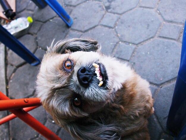 Jak wytresować psa żeby był groźny?