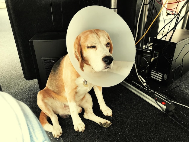 Jak zachowuje się pies po kastracji?