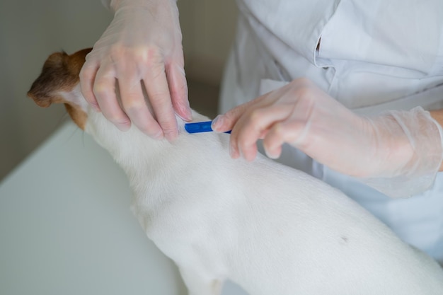 Kroplówka dla psa ile trwa i od czego to zależy?